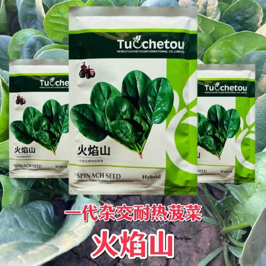 拖车头火焰山一代杂交耐热型菠菜种子耐抽苔火焰山菠菜种子
