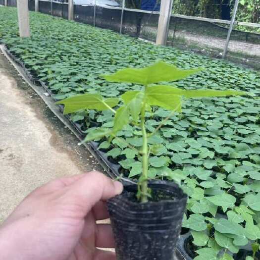 江门木瓜苗