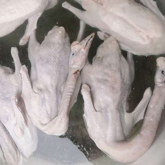 佛山酒店烧腊店专用鹅