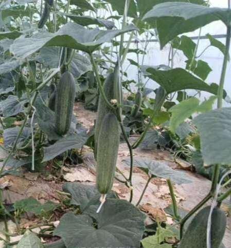 南通水果老黄瓜大量上市