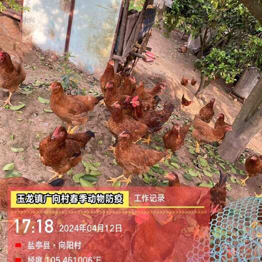 盐亭县土鸡蛋