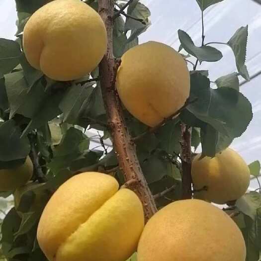 大荔县陕西凯特杏，万亩基地