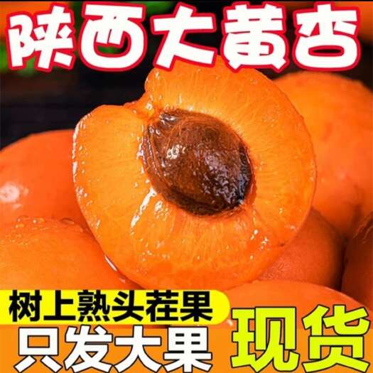  麦黄杏