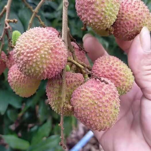 阳西县荔枝
