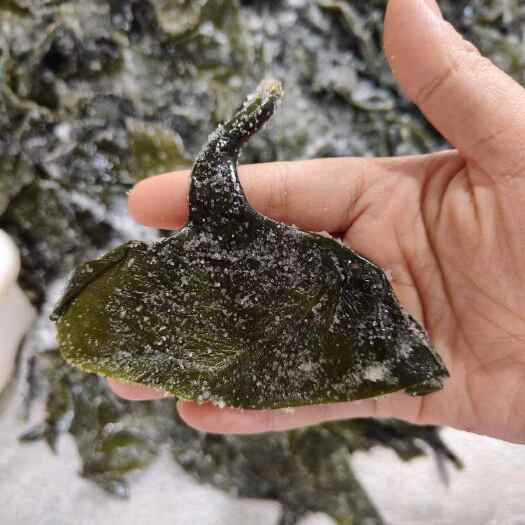 霞浦县盐渍新鲜海带头福建霞浦海带批发厂家直供