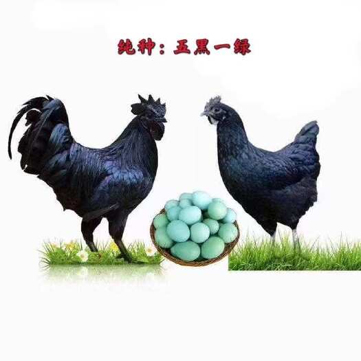 汶上县五黑一绿鸡苗，产蛋绿壳蛋，