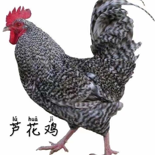 汶上县快大种芦花鸡苗、汶上纯种芦花鸡