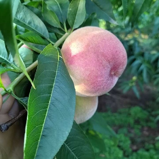 简阳市胭脂脆桃