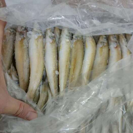 《沙尖鱼》，各种规格均有
