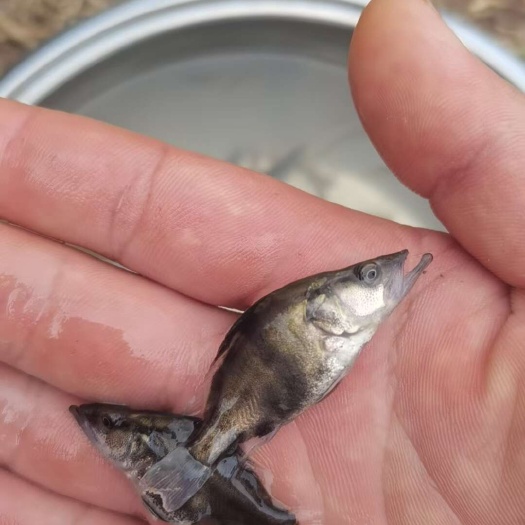 黄冈出售大量大鲶桂花鱼苗