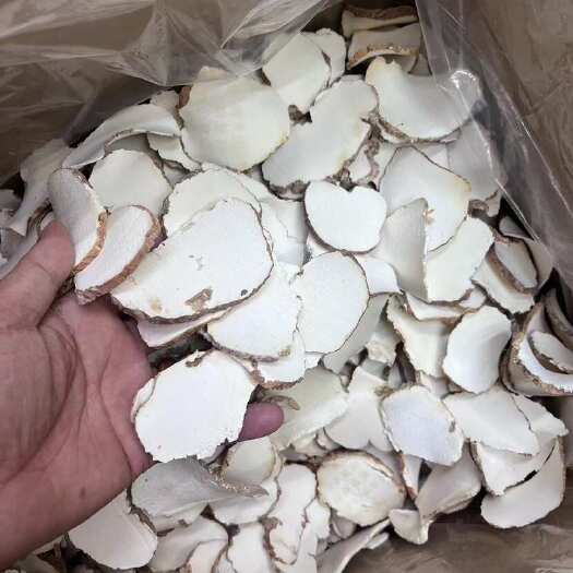 海口虎乳菌