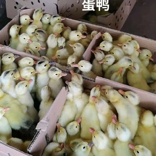 鸭子公苗 便宜的鸭苗 全国代发