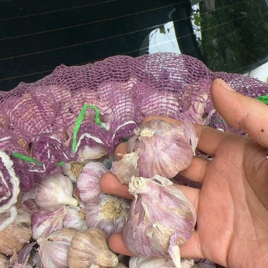 红皮大蒜（干蒜）
