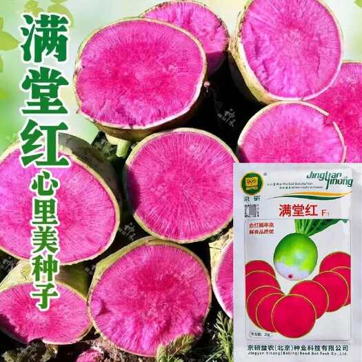 萝卜种子心里美满堂红水果萝卜冰糖心萝卜生吃脆甜四季播蔬菜种籽