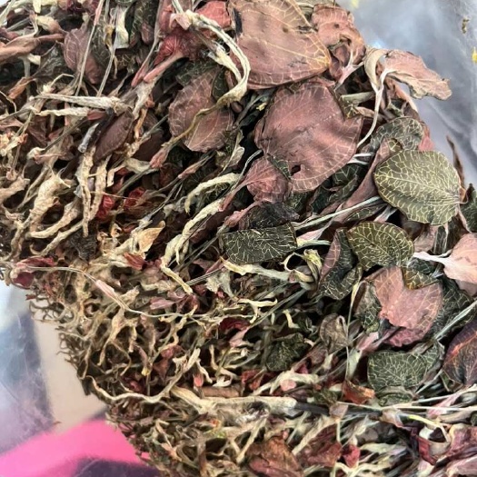 玉林【金线莲 林下仿｝50克～100克500克一盒一手货源批发