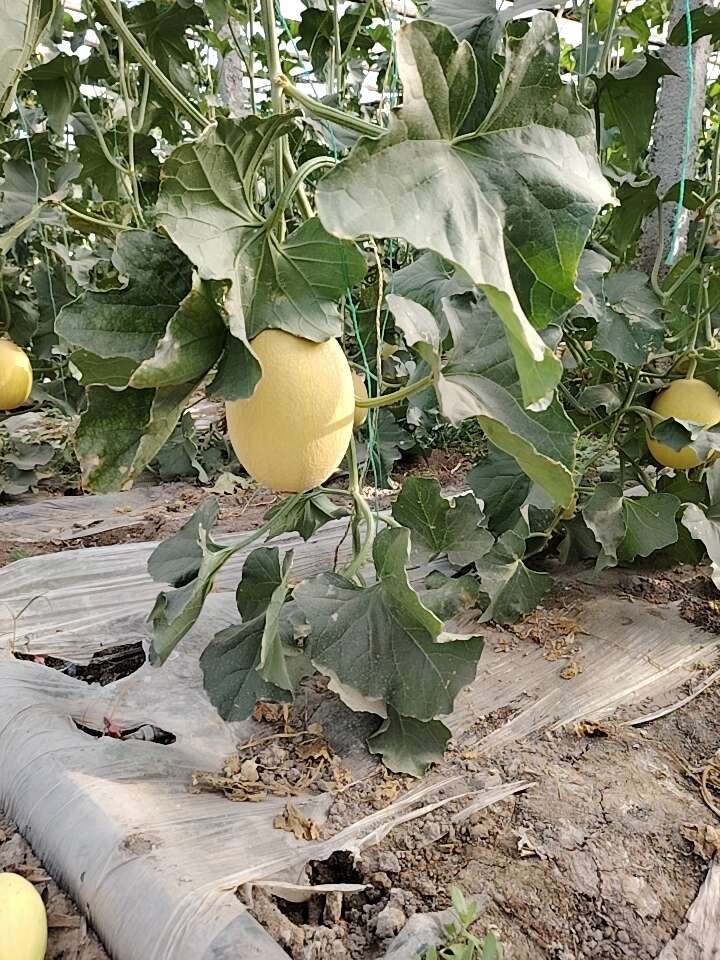 新疆至爱密瓜60亩