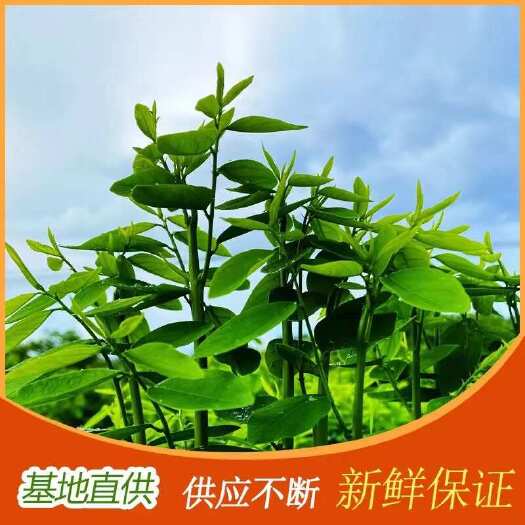 大新县树仔菜