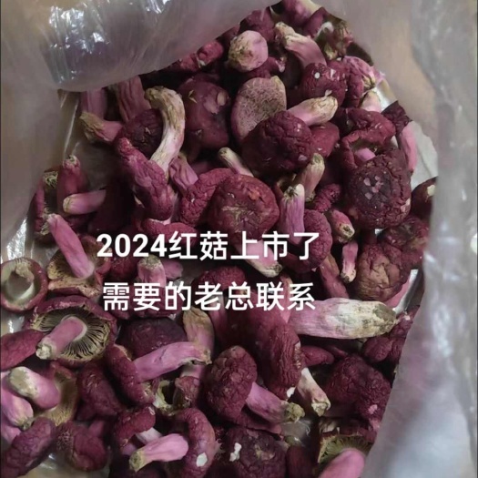 南平红菇上市了 野生红菇1斤起包邮