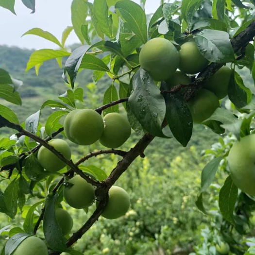 贞丰县贞丰县清脆四月李