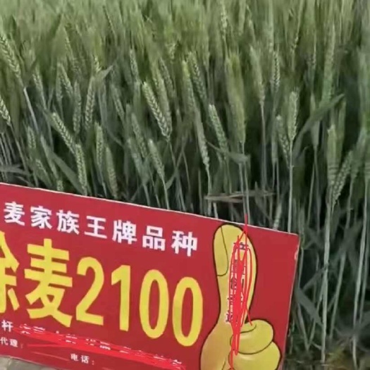 长沙徐麦2100小播量 大产量高产超吨