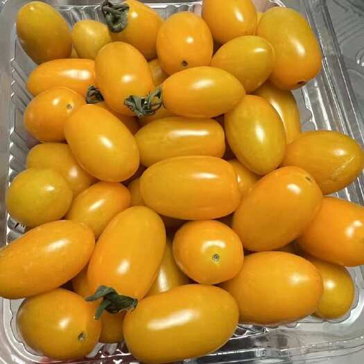  黄圣女果