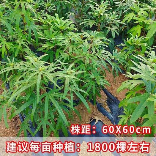 灵山县五指毛桃苗广西五叉虎原产地南方可种植带土发货易成活正品