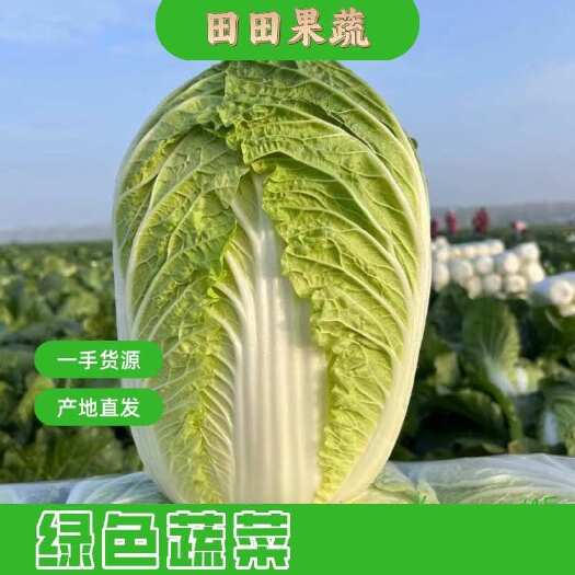 长阳县【推荐】湖北精品黄心大白菜主要对接全国市场产地直
