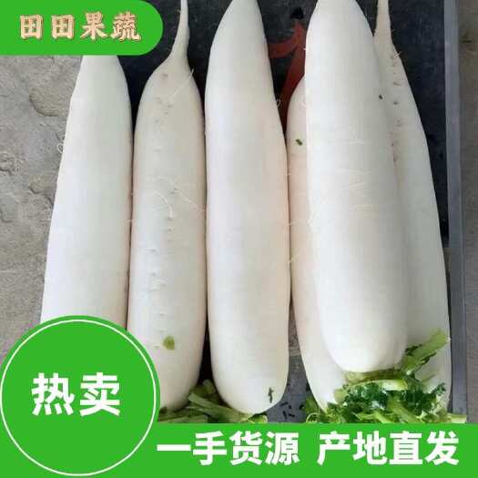 长阳县【推荐】湖北精品白萝卜对接全国市场商超加工厂