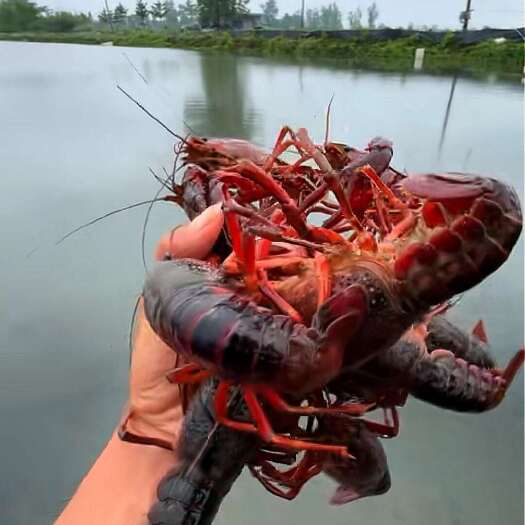 当涂县小龙虾，自产自销
