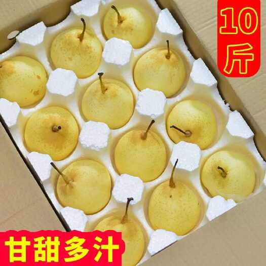 石家庄河北鸭梨水果批发大鸭梨5/10斤水晶香梨新鲜梨子采摘果园直发