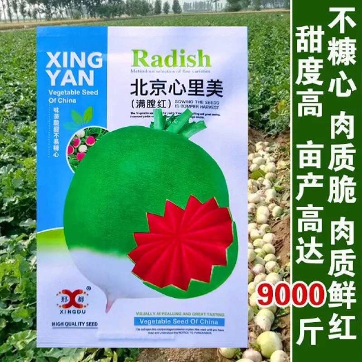 北京心里美萝卜种子满堂红水果萝卜冰糖心生吃脆甜四季播蔬菜种籽