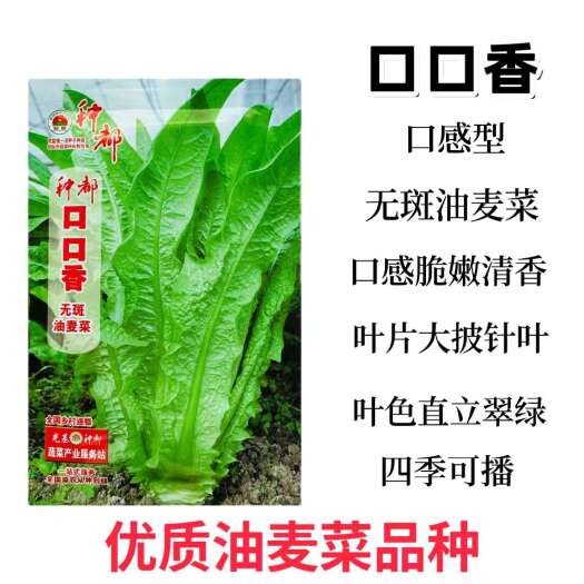 宿迁种都口口香无斑油麦菜种子四季无斑油麦菜种子甜脆大棵油麦菜种子