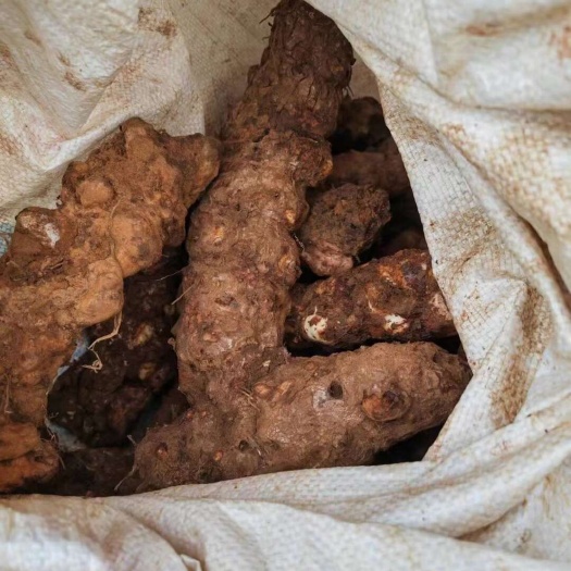 龙里县近期鲜土茯苓 选货大土