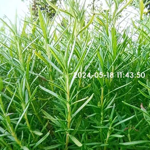 成都四川成都直供迷迭香工程苗批发零售！大小规格都有