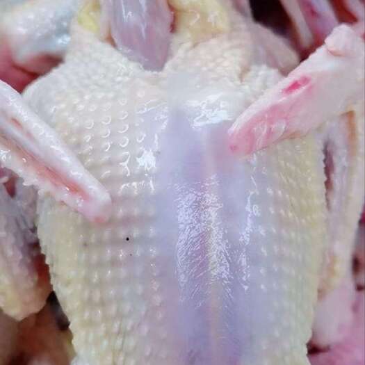 晋州市源头厂家新鲜现杀乳鸽白条鸽散养土鸽生鲜乳鸽一件代发需要的老板