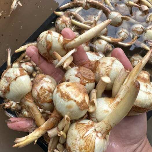 陆良县茨菇，慈姑