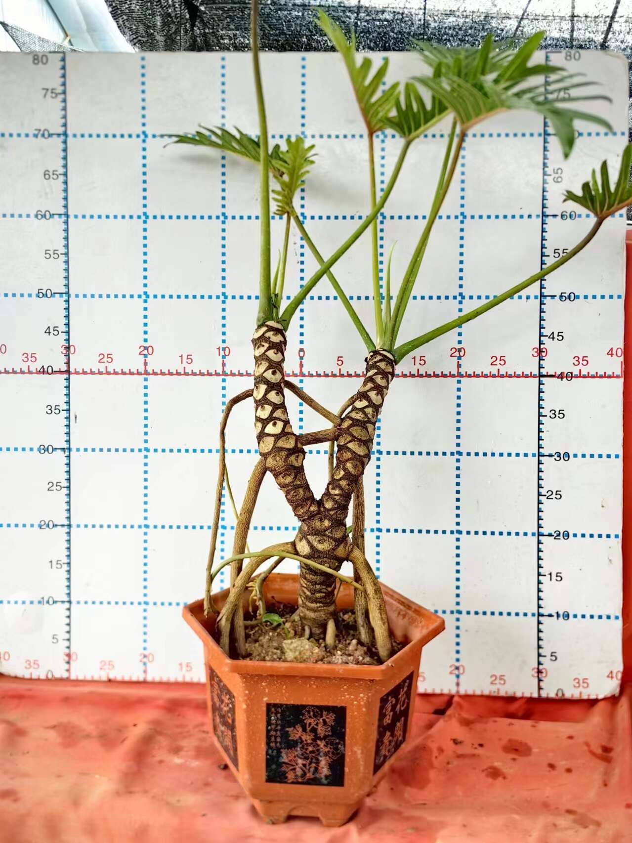 龙鳞小天使，千手观音