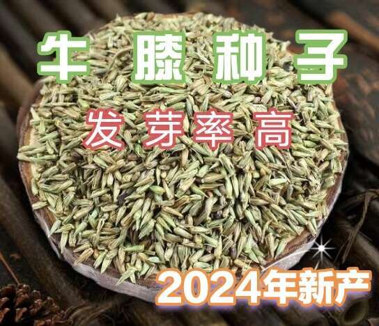 优质牛膝种子 纯新牛膝籽 包发芽率 可在线交易