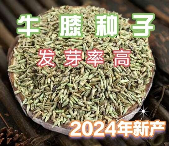安国市优质牛膝种子 纯新牛膝籽 包发芽率 可在线交易
