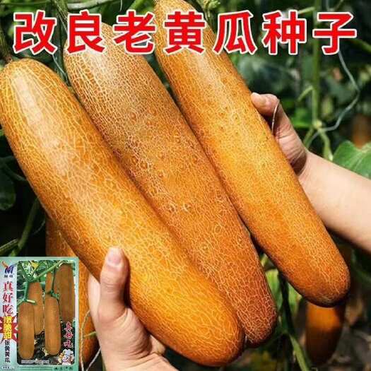 长沙黄瓜种子老品种黄瓜种子蔬菜种籽大田种植蔬菜黄瓜种子籽