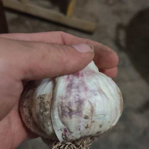 临清市牵动临清康庄镇肖庄大蒜市场欢迎你，鲜蒜，把子蒜，辫子蒜
