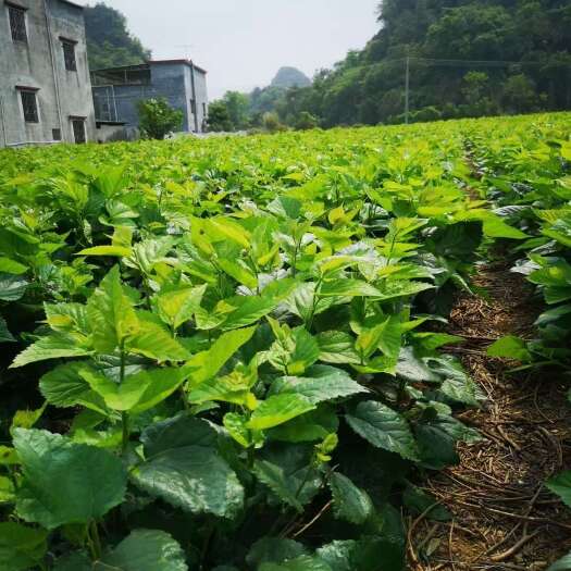 桑芽菜，量大有优惠