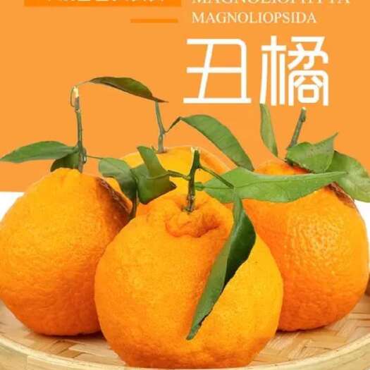 长治不知火