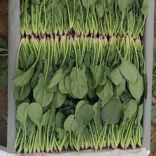 惠民县内蒙菠菜大量有货，价格便宜，质量杠杠的