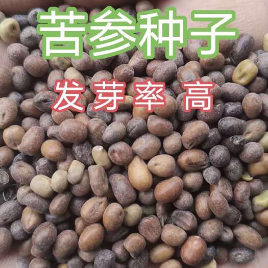 安国市优质苦参种子 新产  保出芽 可在线下单
