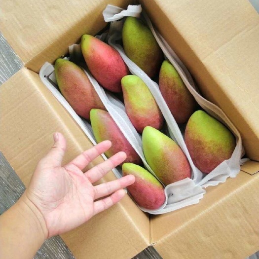 金平县边境红贵妃大青芒