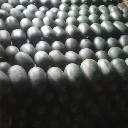 南宁黑美人西瓜