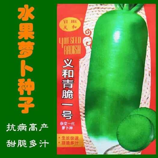 沭阳县义和青脆一号青萝卜种子冰糖水果萝卜生吃脆甜四季播农家蔬菜种籽