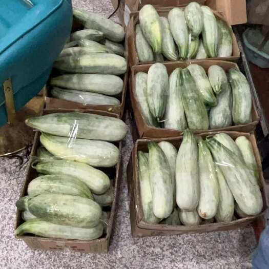 泗县羊角蜜甜瓜