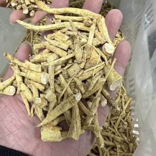 威海威海文登特产西洋参，西洋参整枝修剪后参腿，软质西洋参参腿